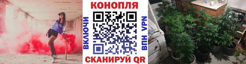 Конопля марихуана  Каневская 